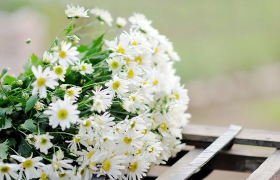 Có thể kiếp này ta làm người, nhưng biết đâu ta đã là cây là cỏ. (Ảnh: Pinterest)
